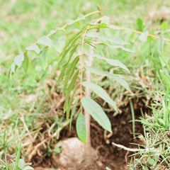 Siembra un Árbol Nativo